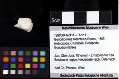 Foto (Objket + Etiketten) von Goniodromites bidentatus (Reuss, 1859) 